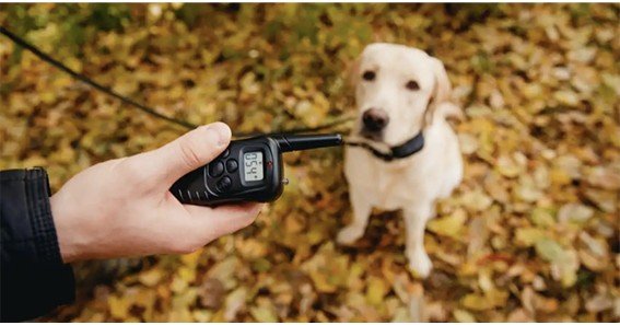 why are eletronic collars safe for huskies